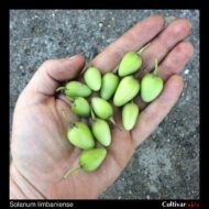 Berries of the wild potato species Solanum limbaniense