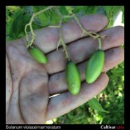 Berries of the wild potato species Solanum violaceimarmoratum