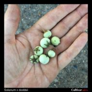 Berries of the wild potato species Solanum x doddsii