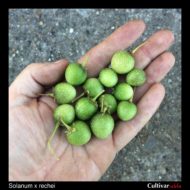 Berries of the wild potato species Solanum x rechei