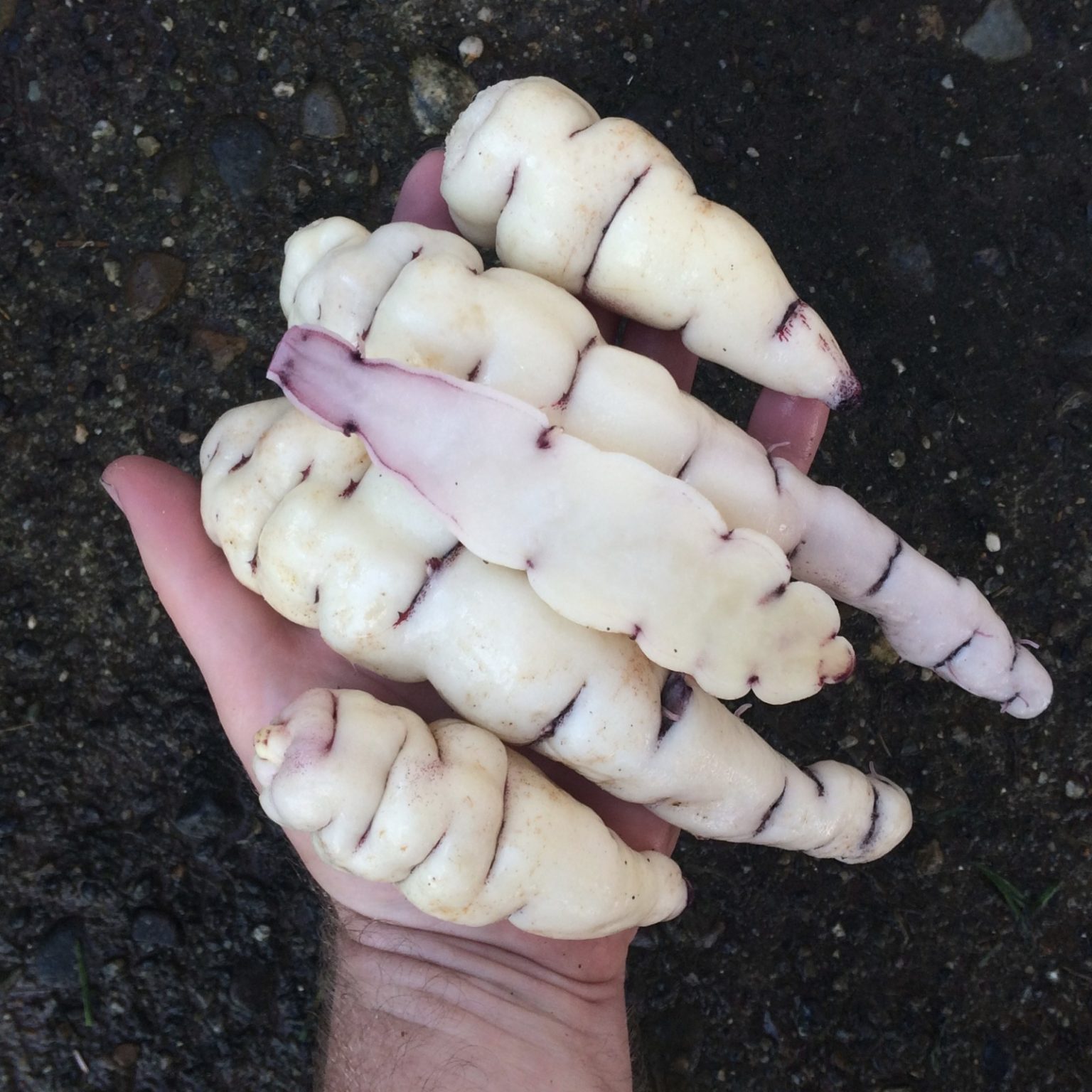 Tubers of the mashua (Tropaeolum tuberosum) variety 'Hoh'