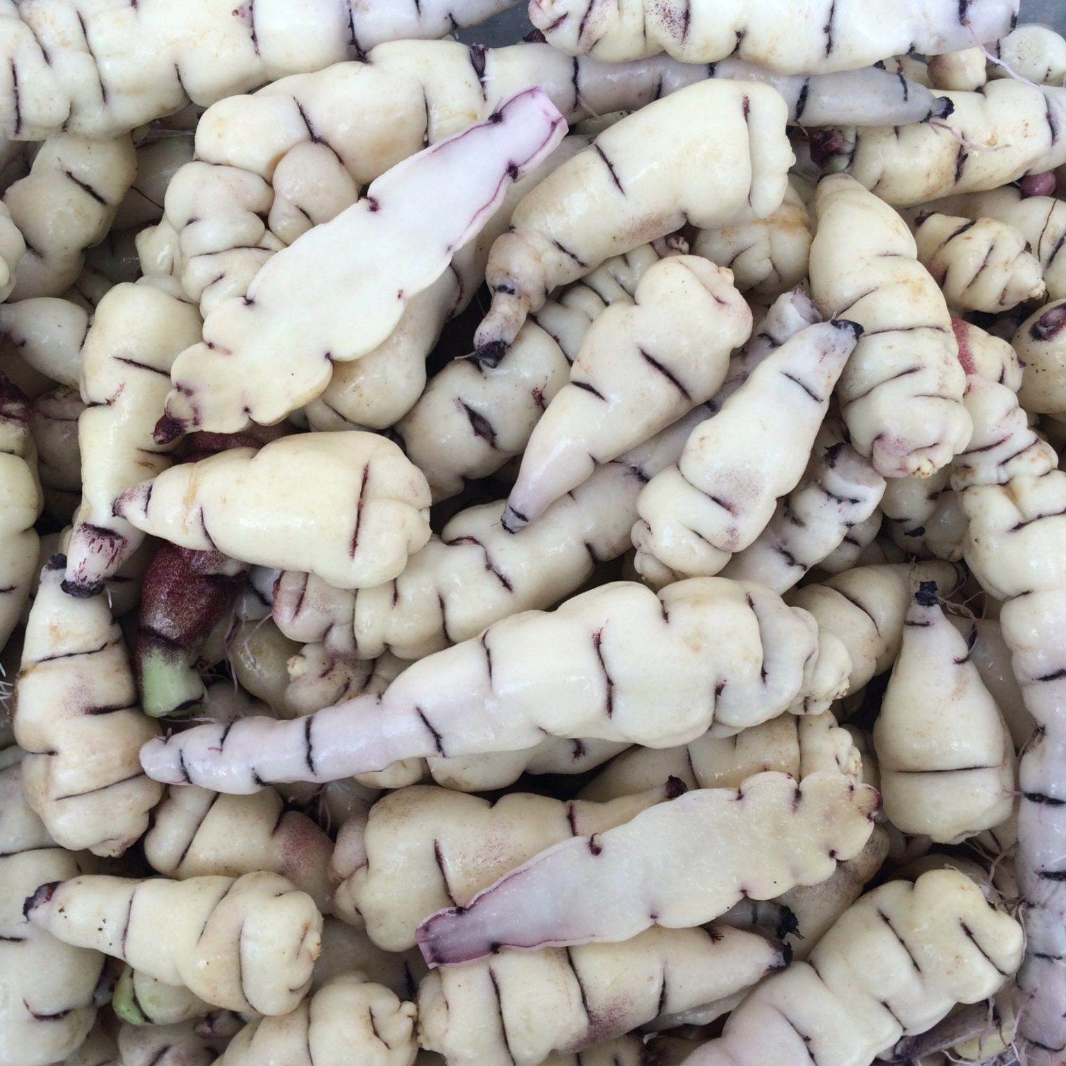 Tubers of the mashua (Tropaeolum tuberosum) variety 'Hoh'