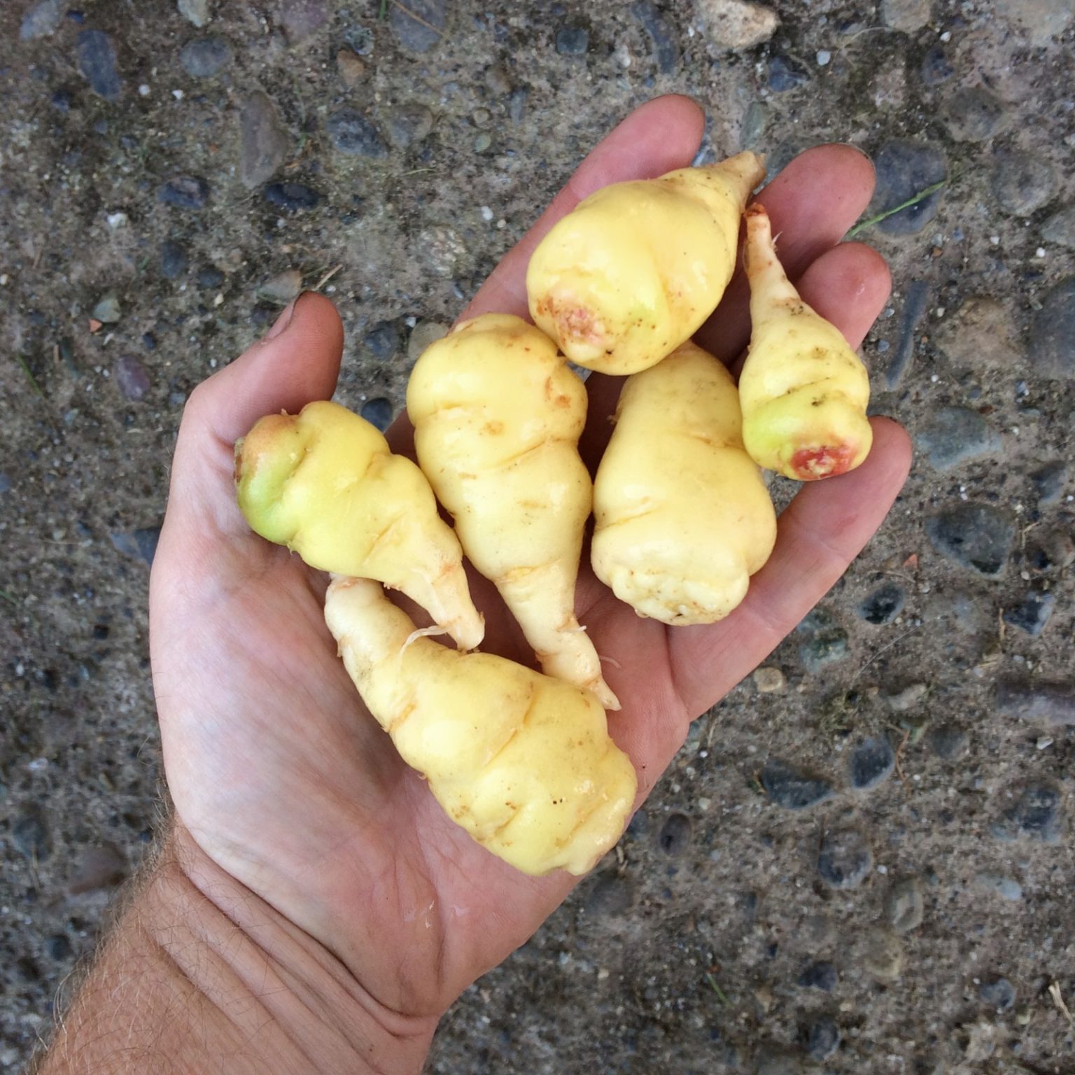Tubers of the mashua variety 'Irish White'