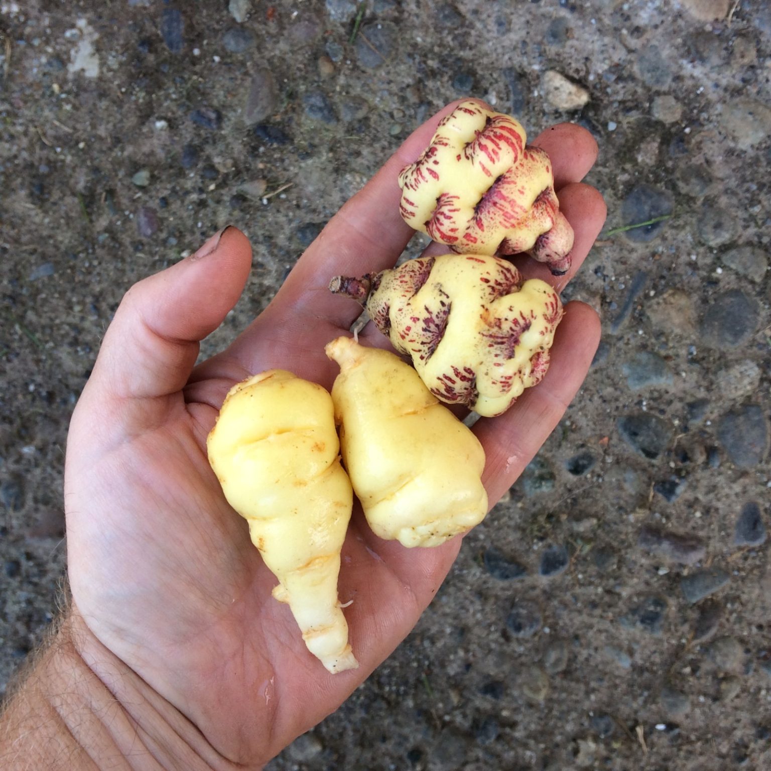 Comparison of the mashua (Tropaeolum tuberosum) varieties 'Irish White' and 'Ken Aslet'