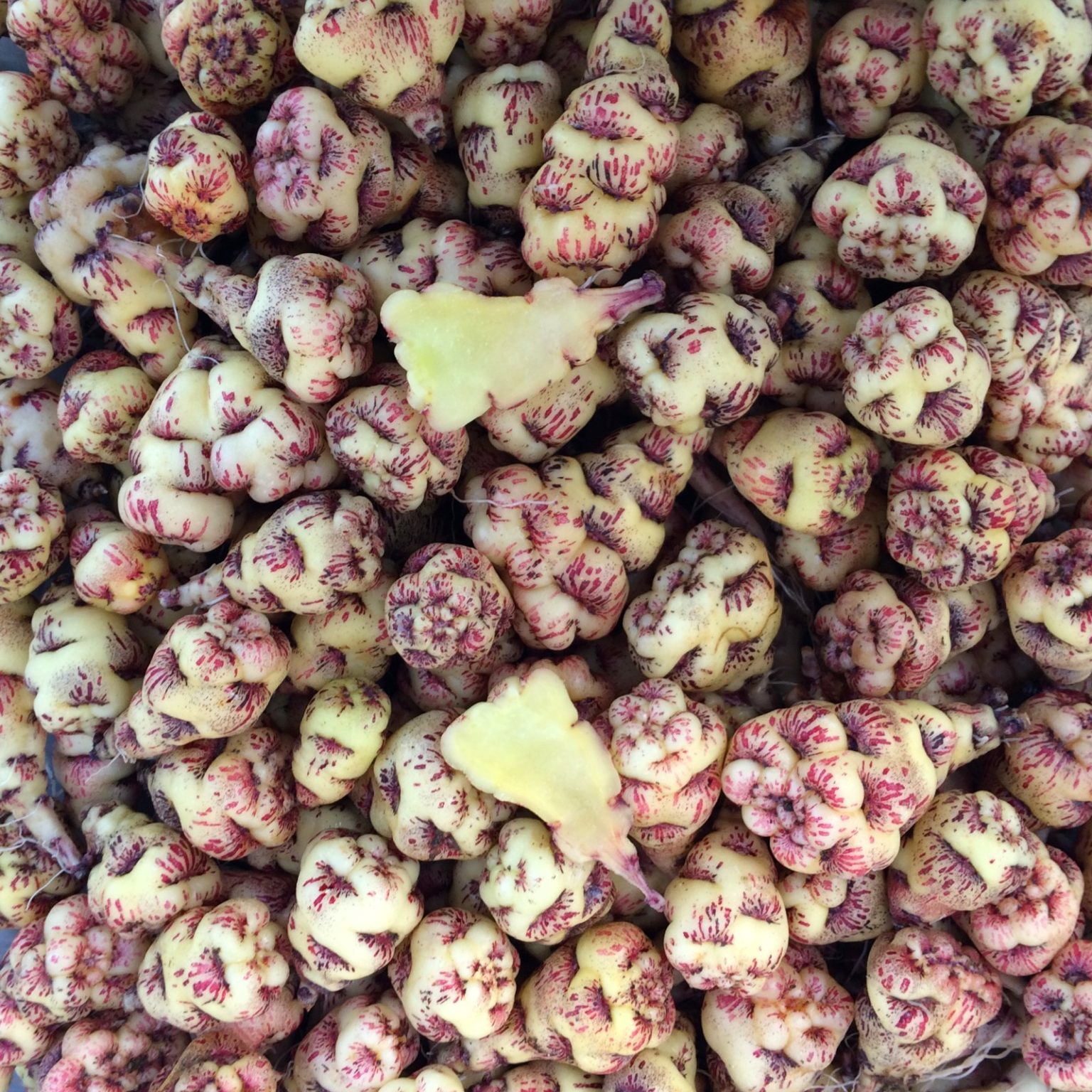 Tubers of the mashua (Tropaeolum tuberosum) variety 'Ken Aslet'