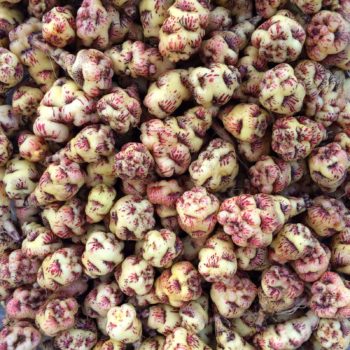 Tubers of the mashua variety'Ken Aslet'