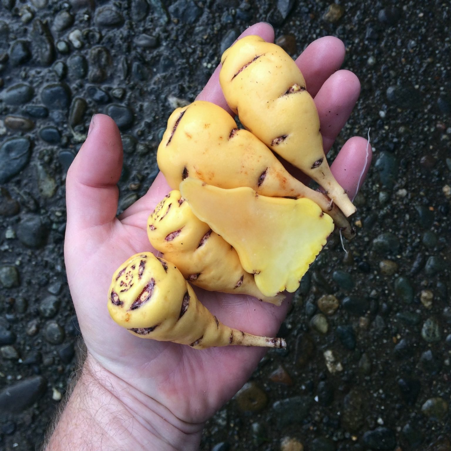 Tubers of the mashua (Tropaeolum tuberosum) variety 'Lima'