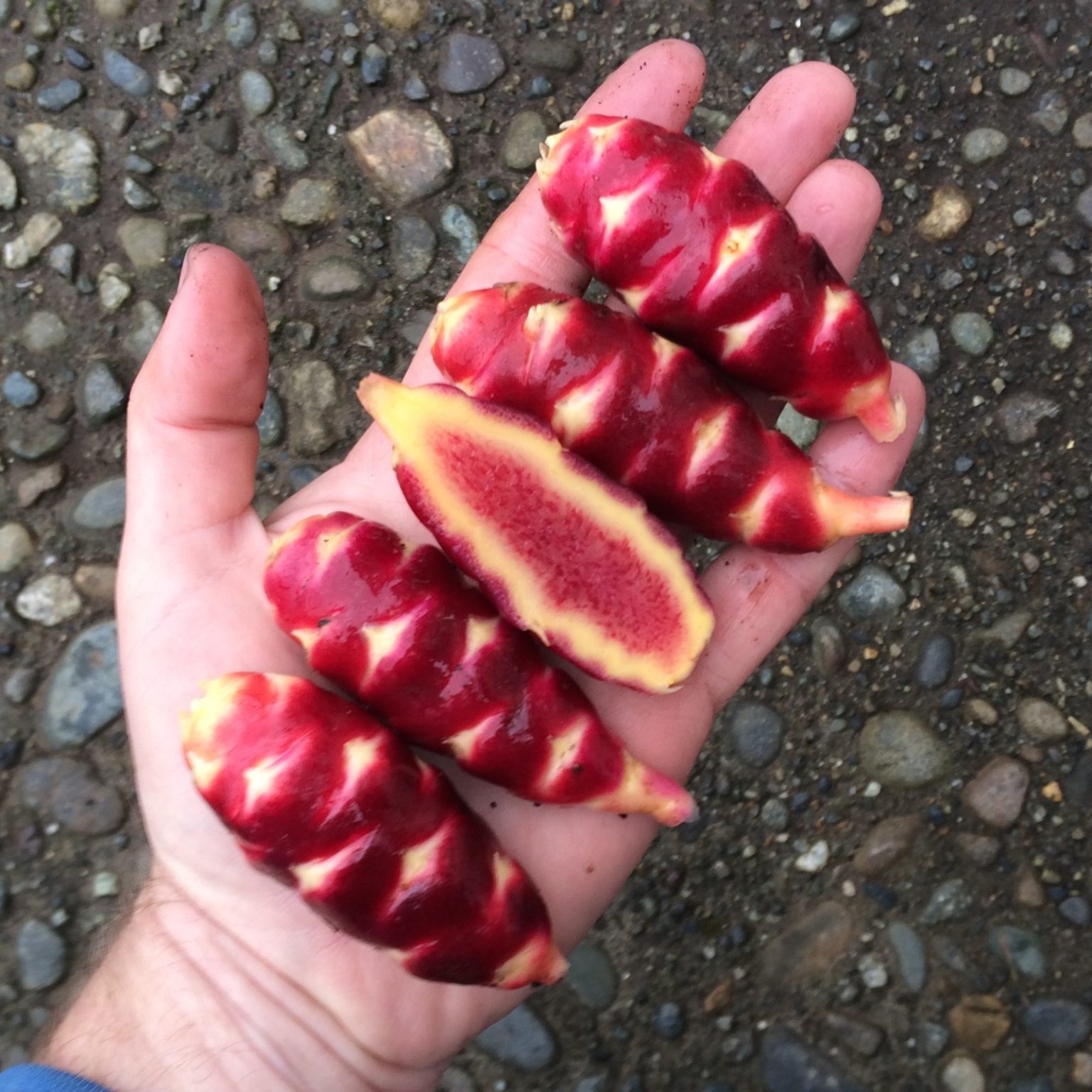 Tubers of the oca (Oxalis tuberosa) variety 'Bolivian Red'