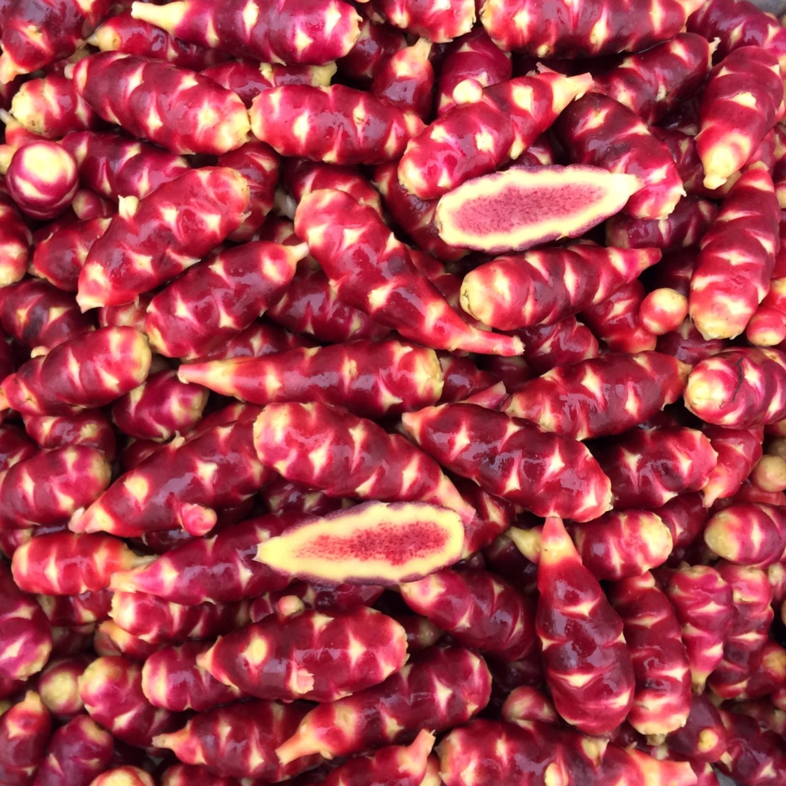 Tubers of the oca (Oxalis tuberosa) variety 'Bolivian Red'