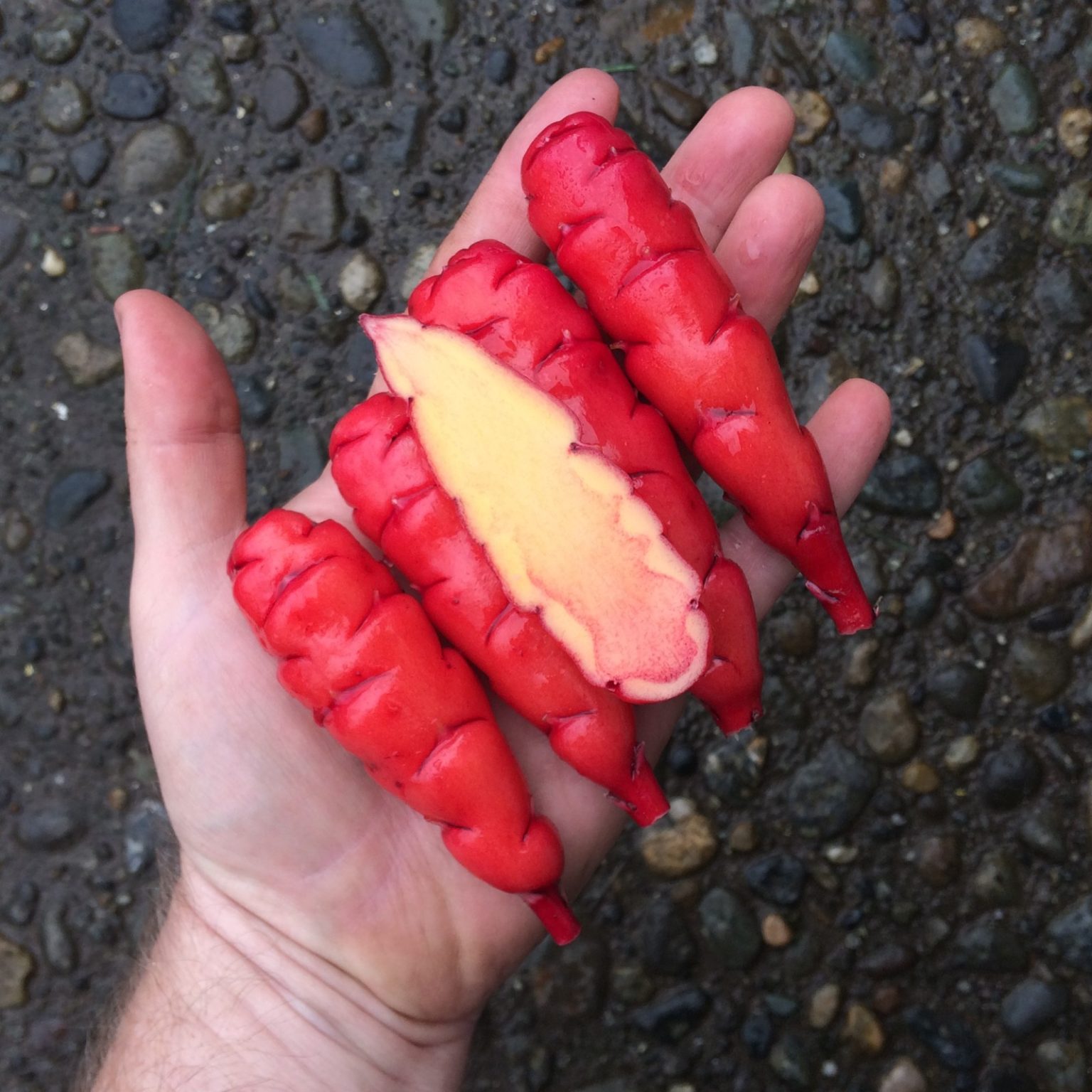 Tubers of the oca (Oxalis tuberosa) variety 'Cherry Red' in hand