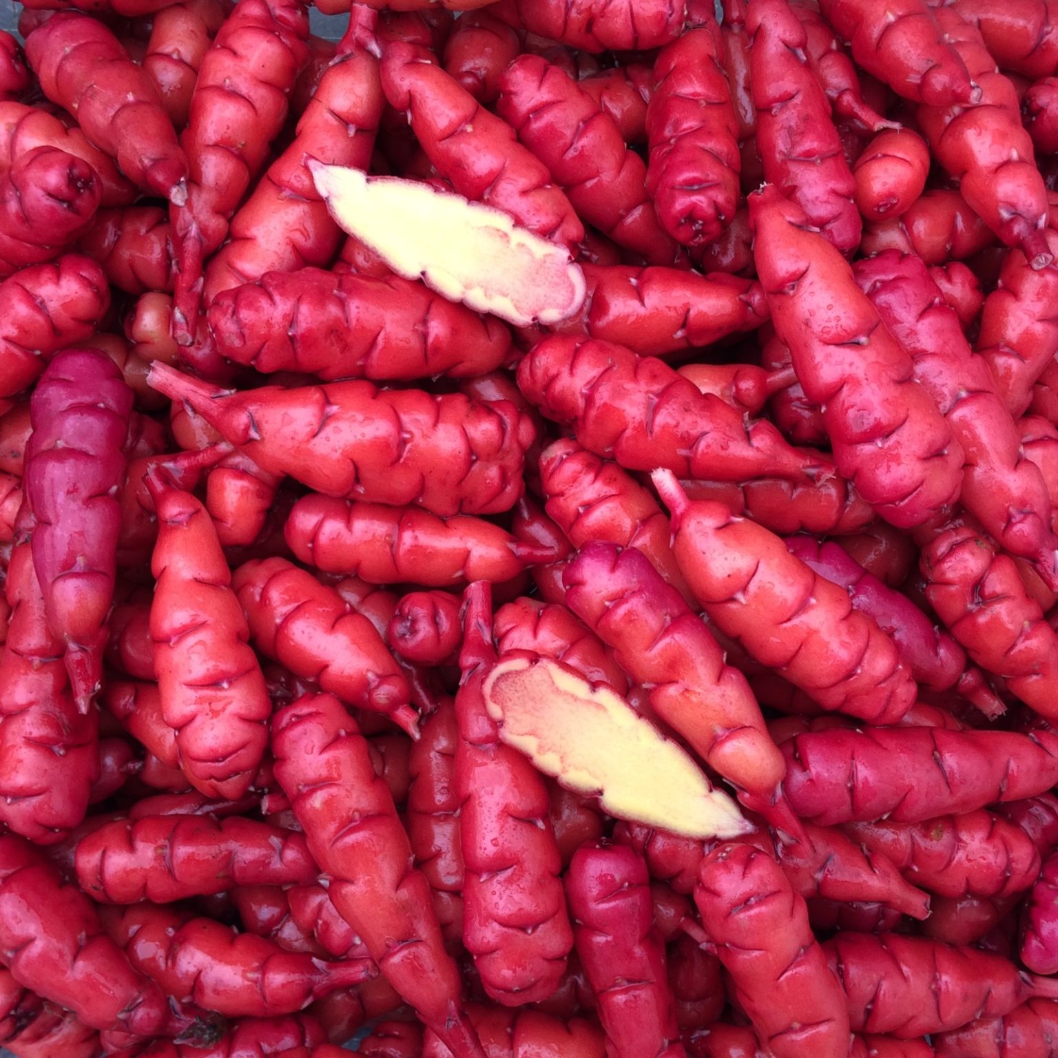 Tubers of the oca (Oxalis tuberosa) variety 'Cherry Red'