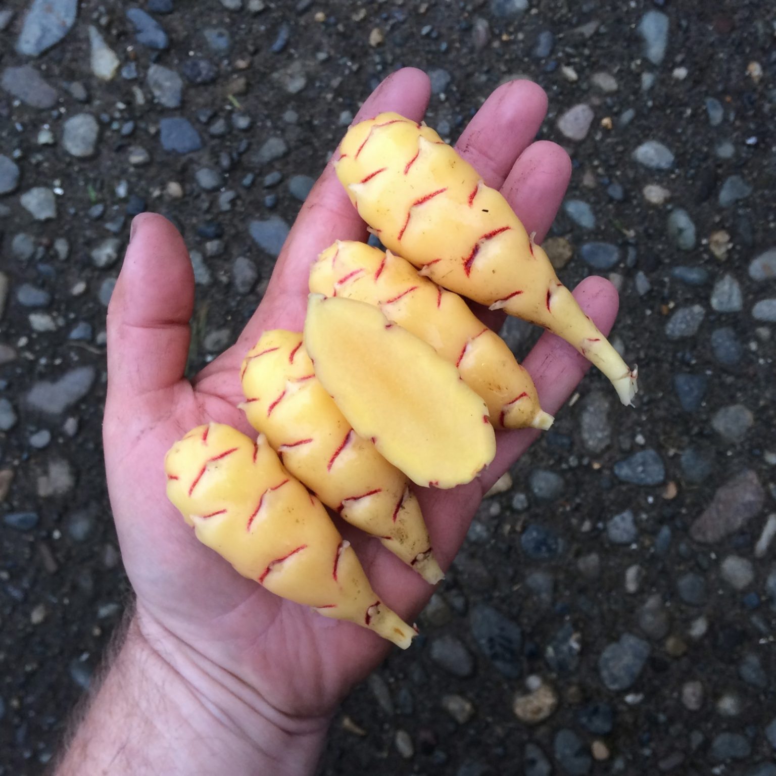 Tubers of the oca (Oxalis tuberosa) variety 'Golden'
