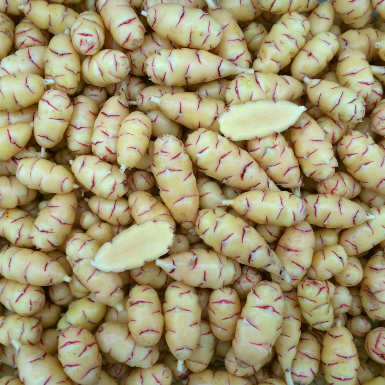 Tubers of the oca (Oxalis tuberosa) variety 'Golden'