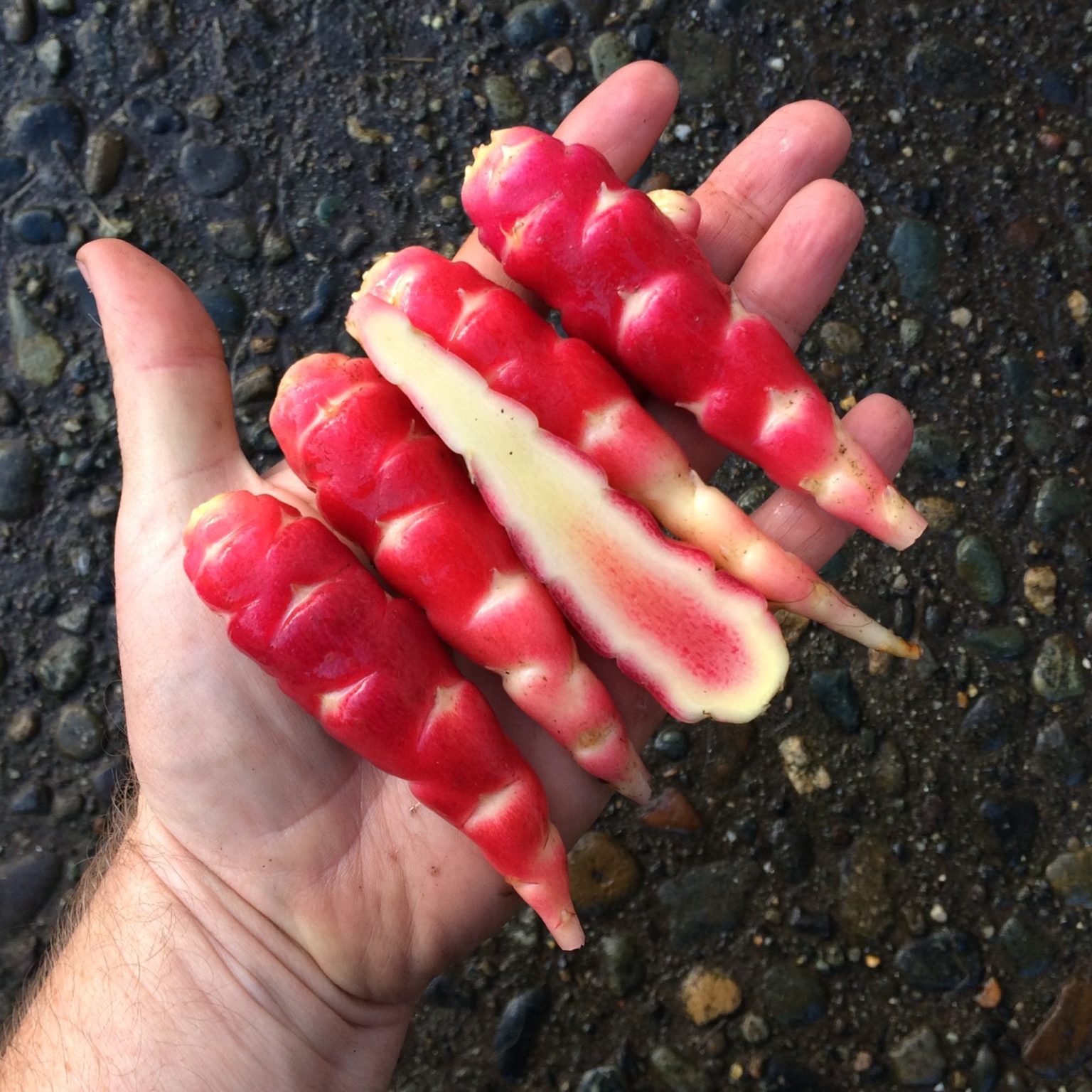 Tubers of the oca (Oxalis tuberosa) variety 'Hopin'