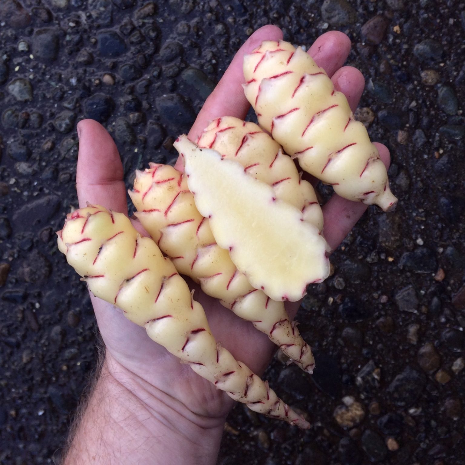 Tubers of the Cultivariable original oca (Oxalis tuberosa) variety 'Hyak'