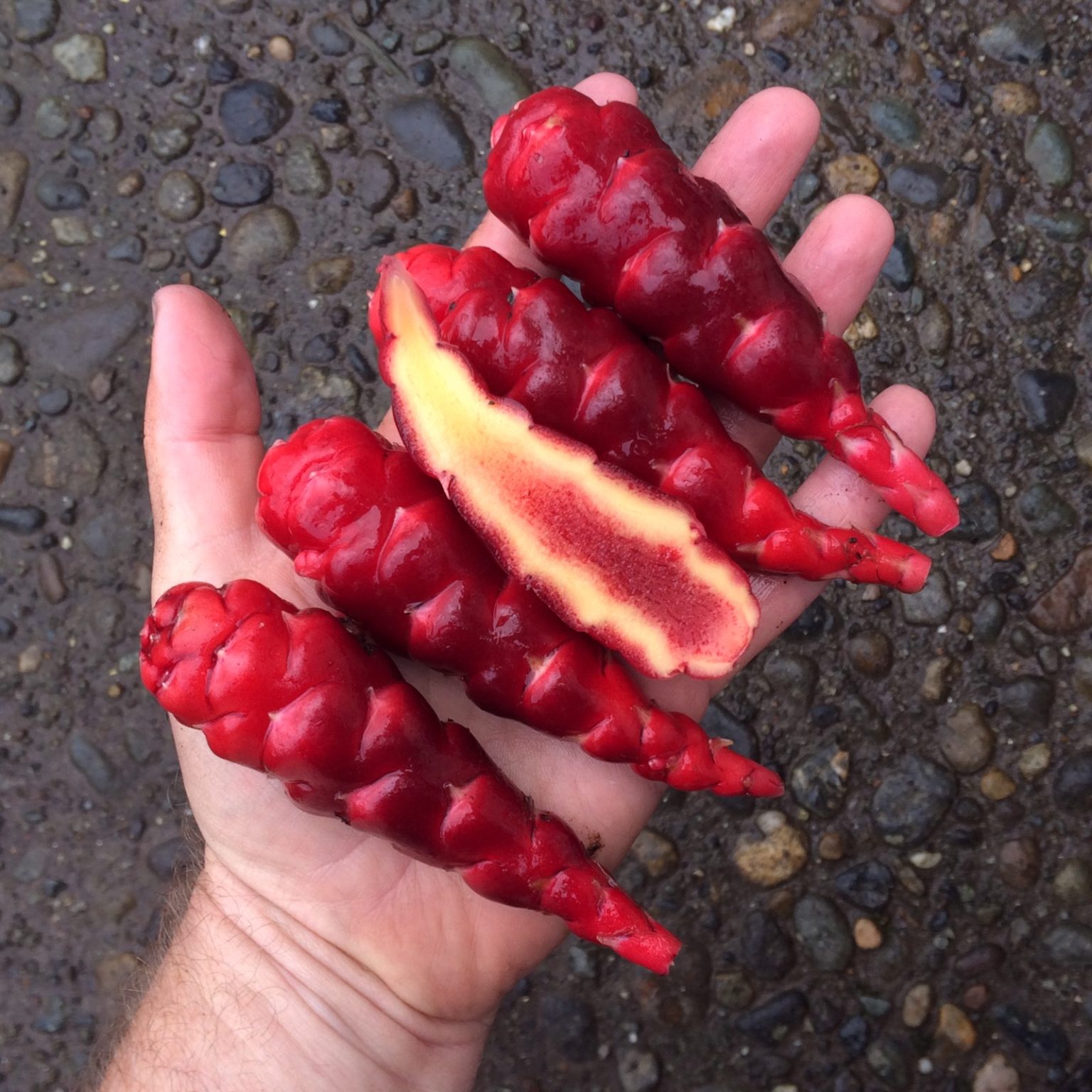 Tubers of the Cultivariable original oca (Oxalis tuberosa) variety 'Mocrocks'