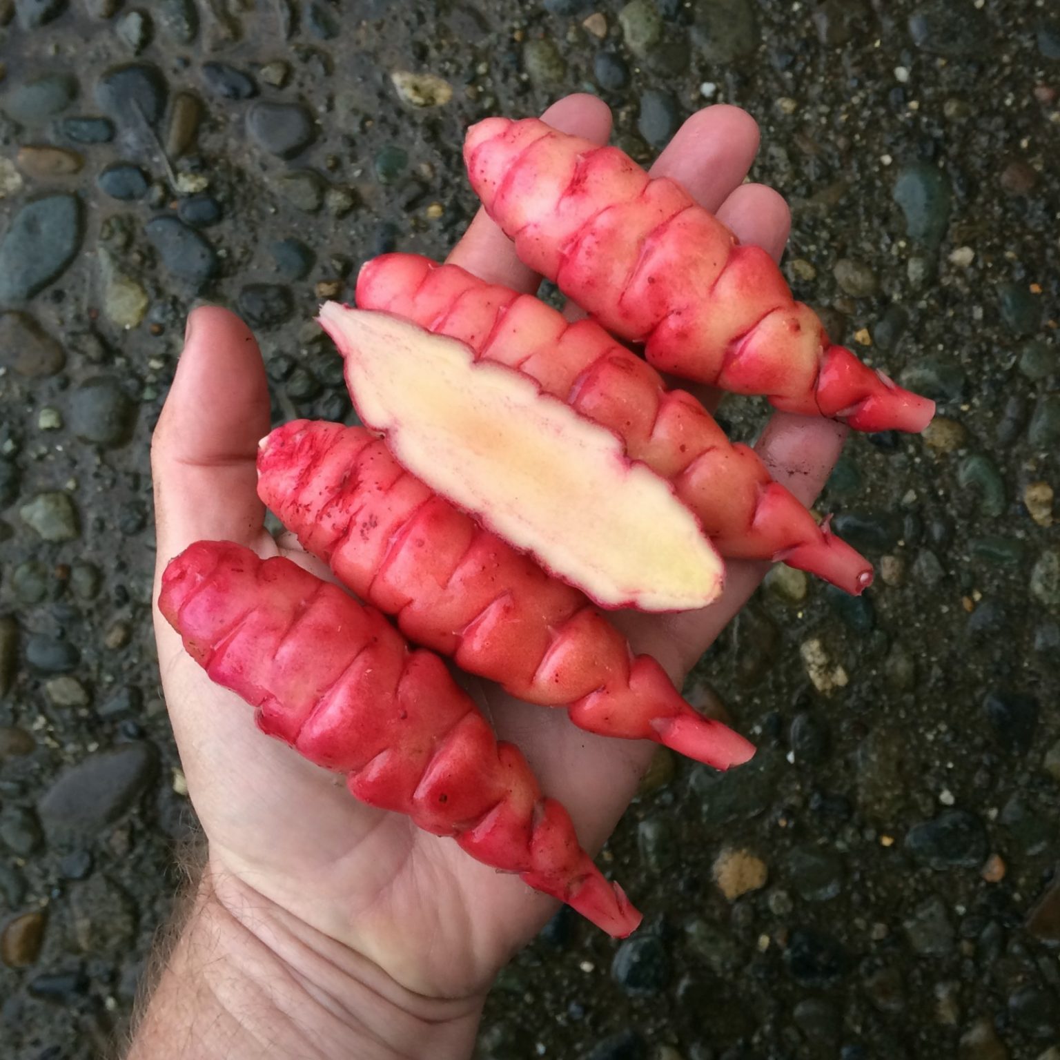 Tubers of the oca (Oxalis tuberosa) variety 'New Zealand Heirloom Red'