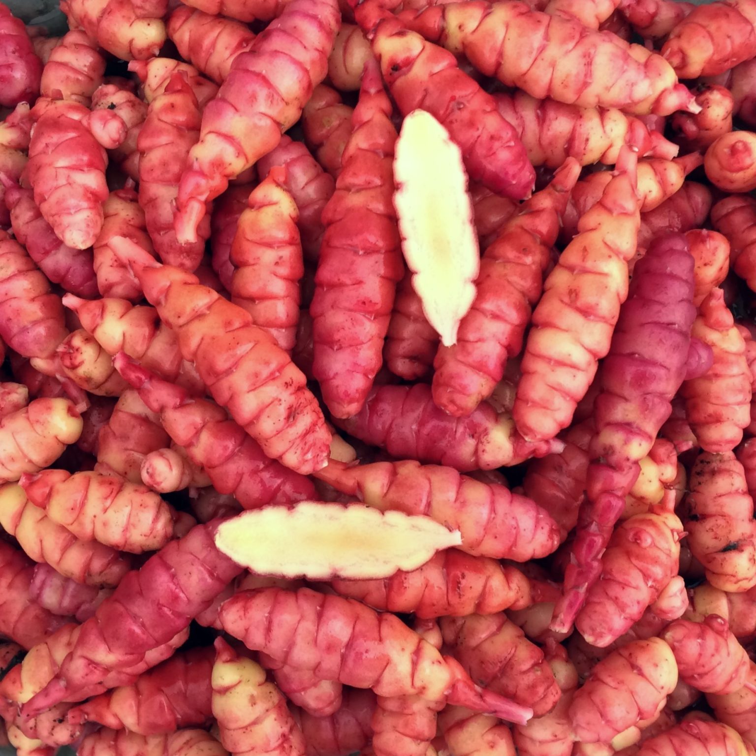 Tubers of the oca (Oxalis tuberosa) variety 'New Zealand Heirloom Red'