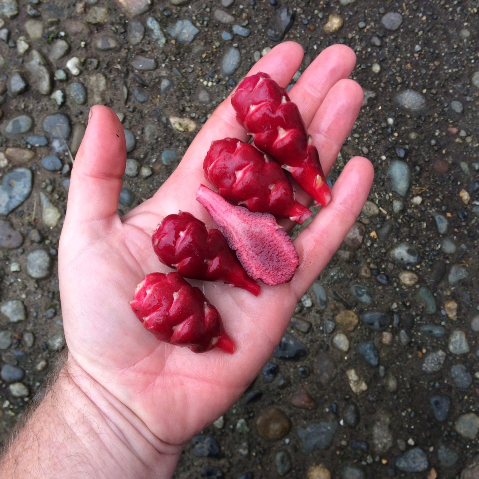 Tubers of the oca (Oxalis tuberosa) variety 'OC-14-1x16x16'