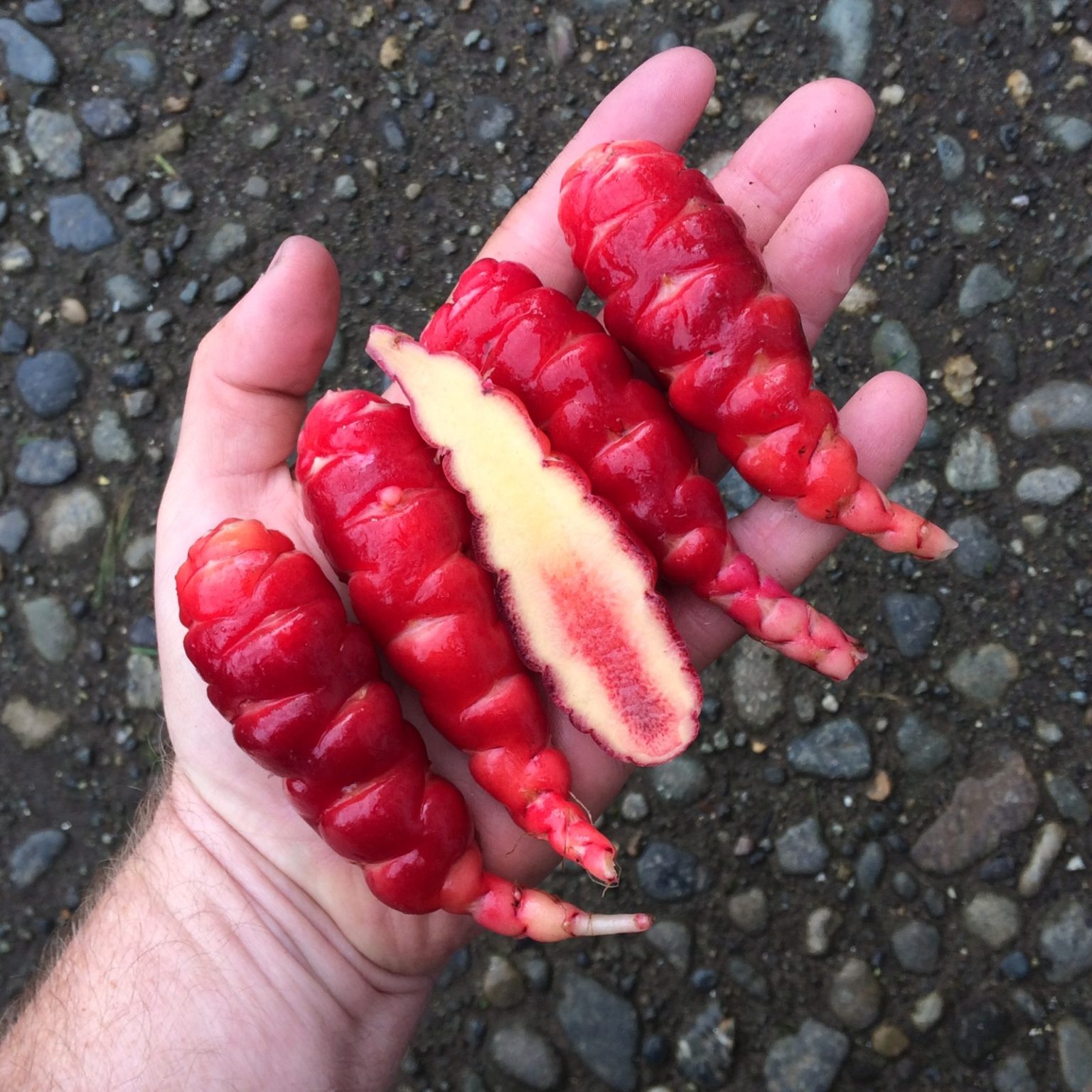 Tubers of the Cultivariable original oca (Oxalis tuberosa) variety 'Siwash'