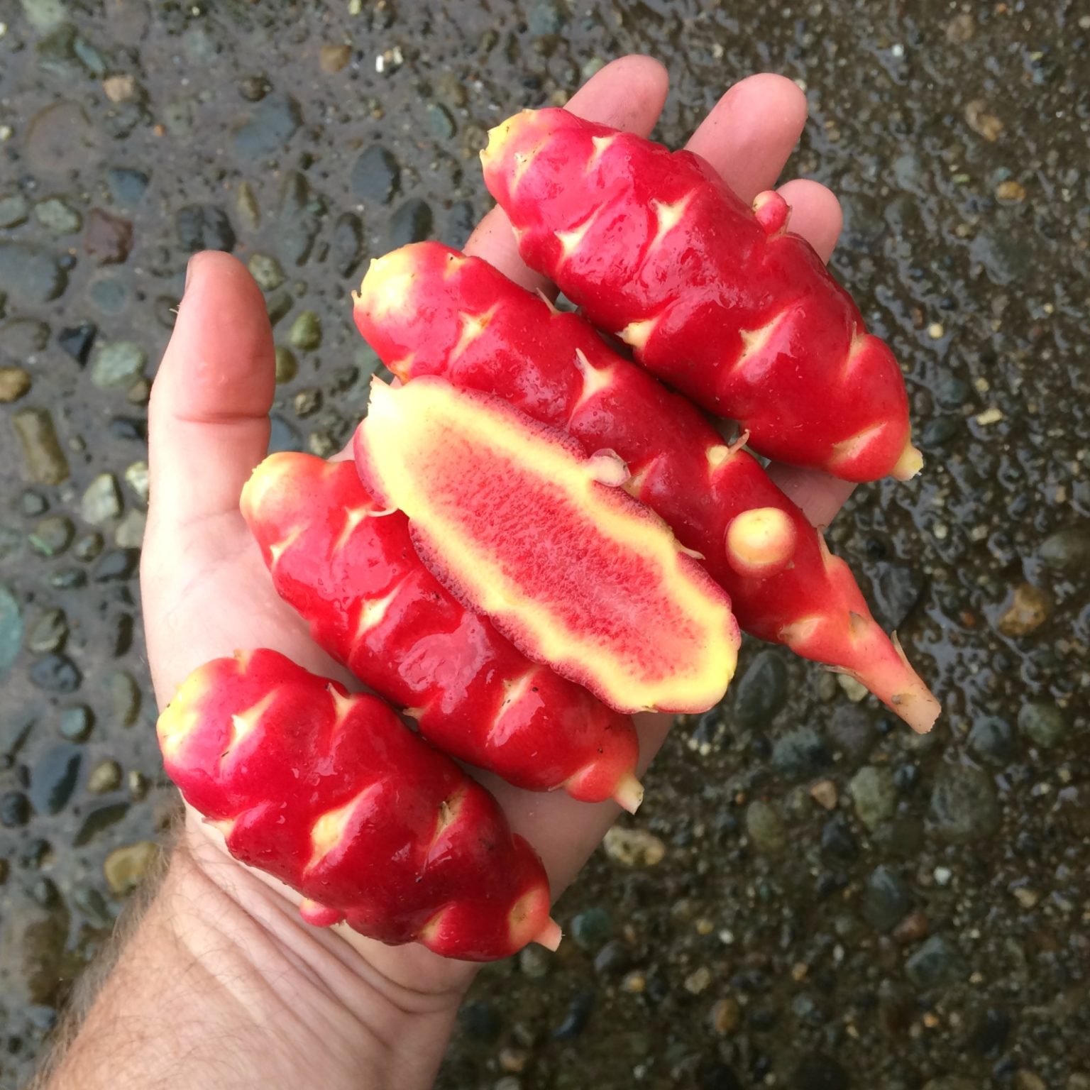 Tubers of the Cultivariable original oca (Oxalis tuberosa) variety 'Sockeye'