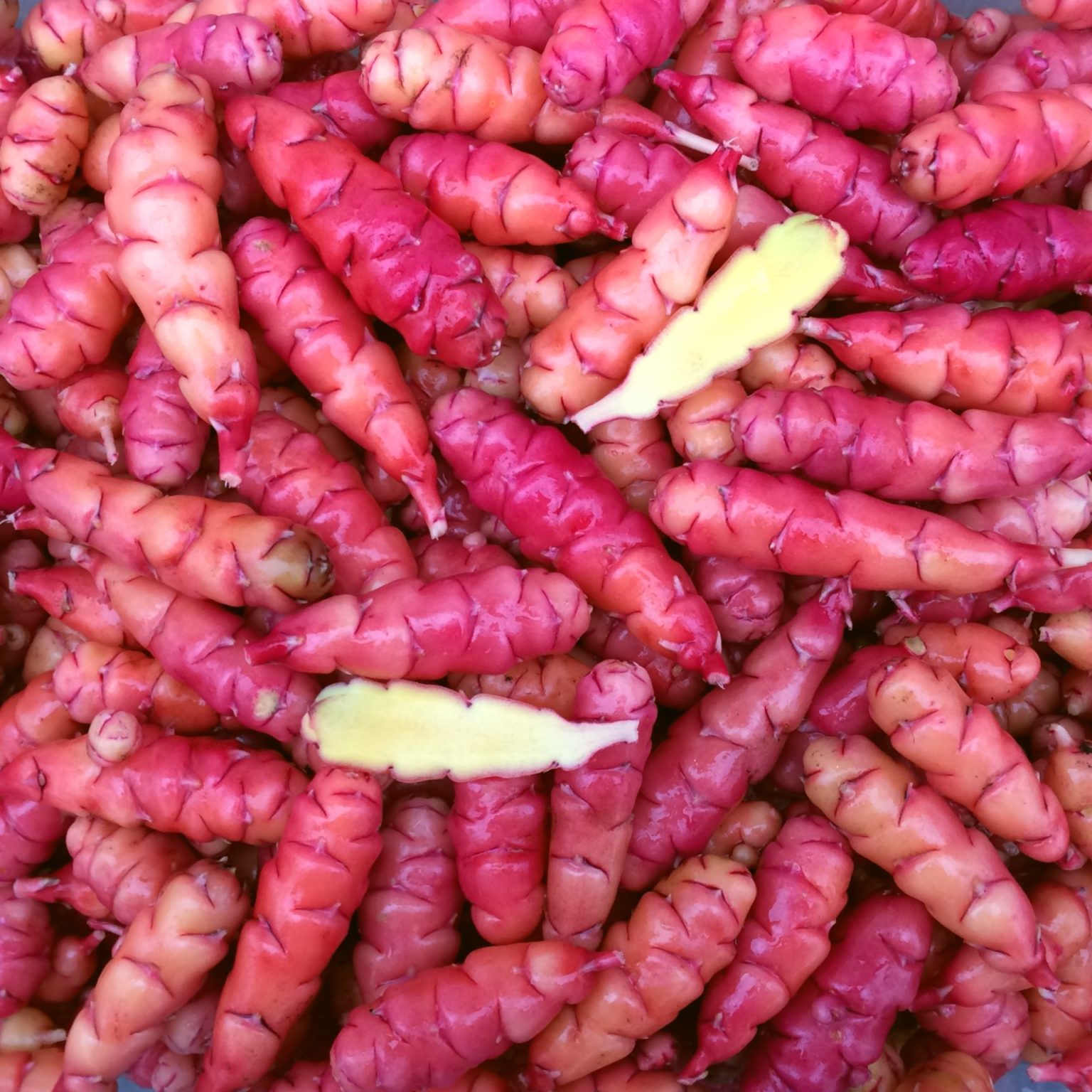 Tubers of the oca (Oxalis tuberosa) variety 'Sunset'