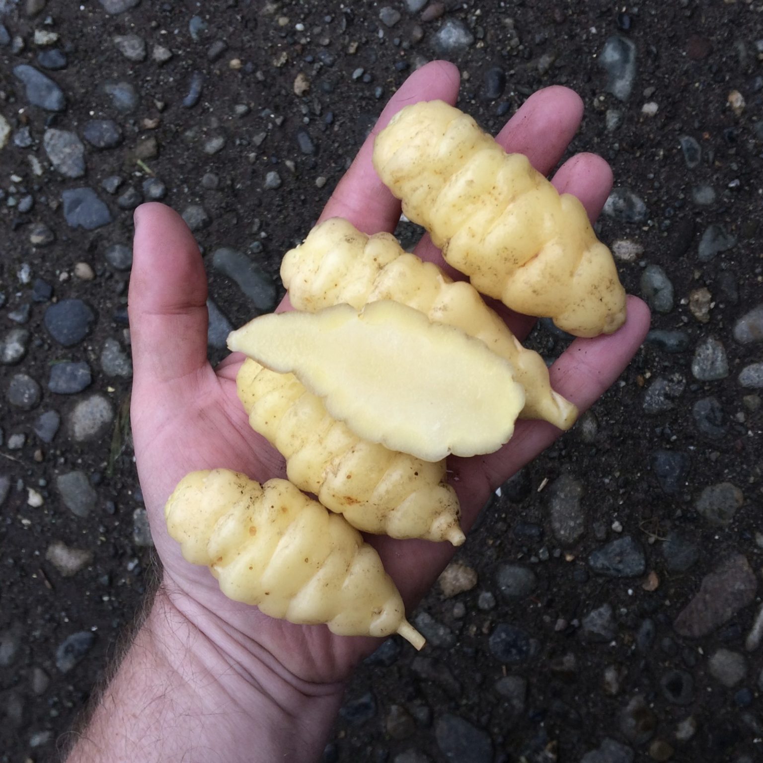 Tubers of the oca (Oxalis tuberosa) variety 'White'