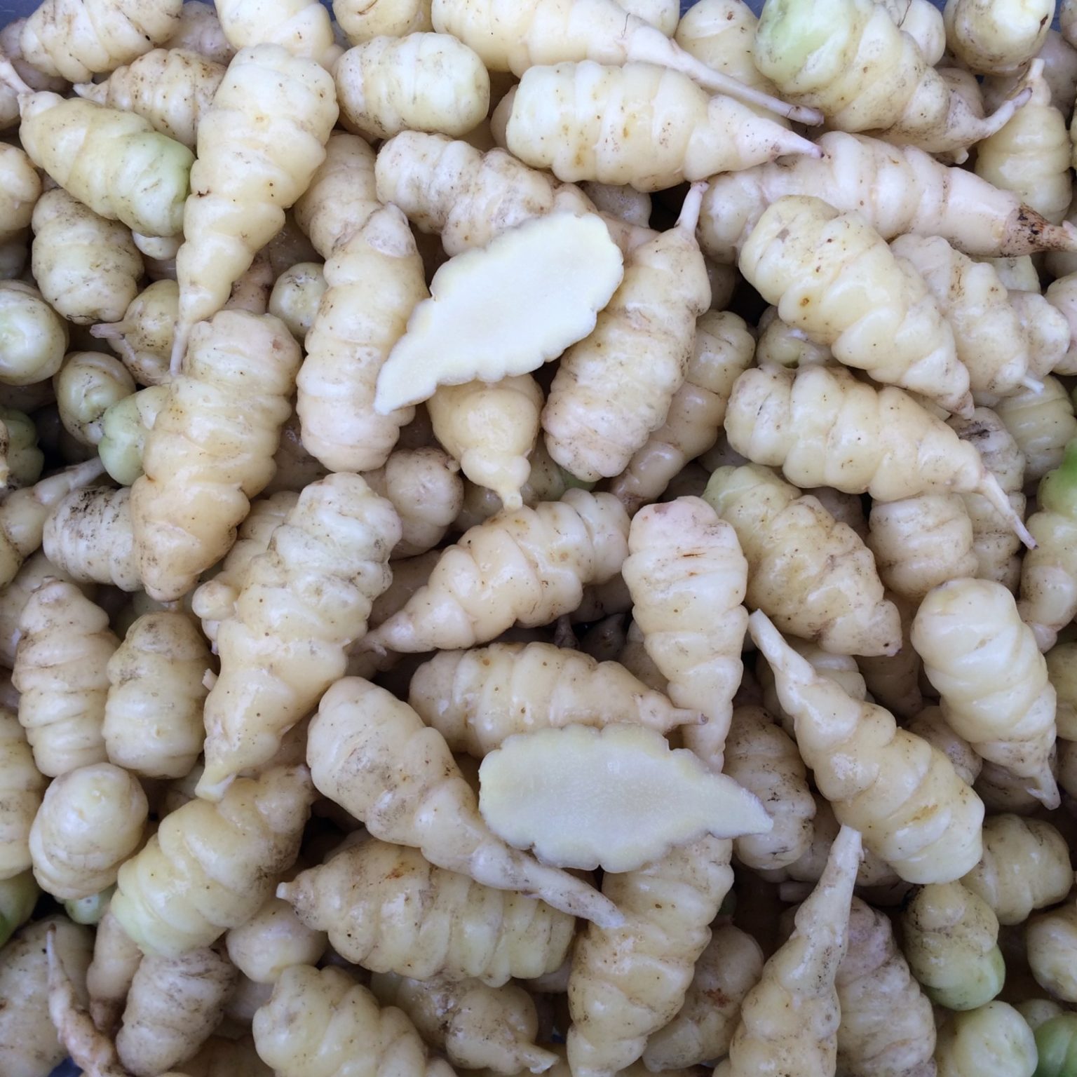 Tubers of the oca (Oxalis tuberosa) variety 'White'