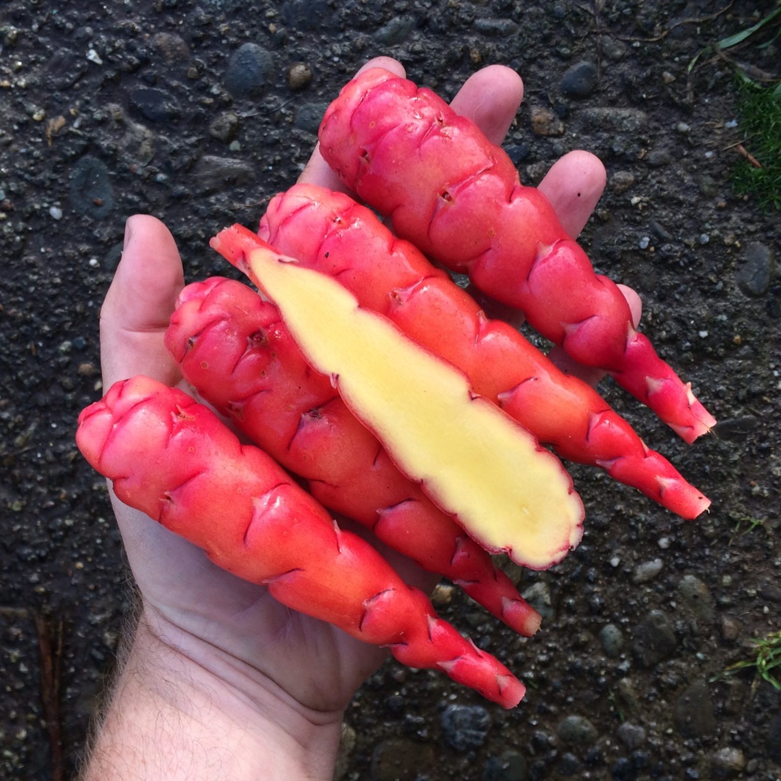 Tubers of the oca (Oxalis tuberosa) variety 'Wishkah'