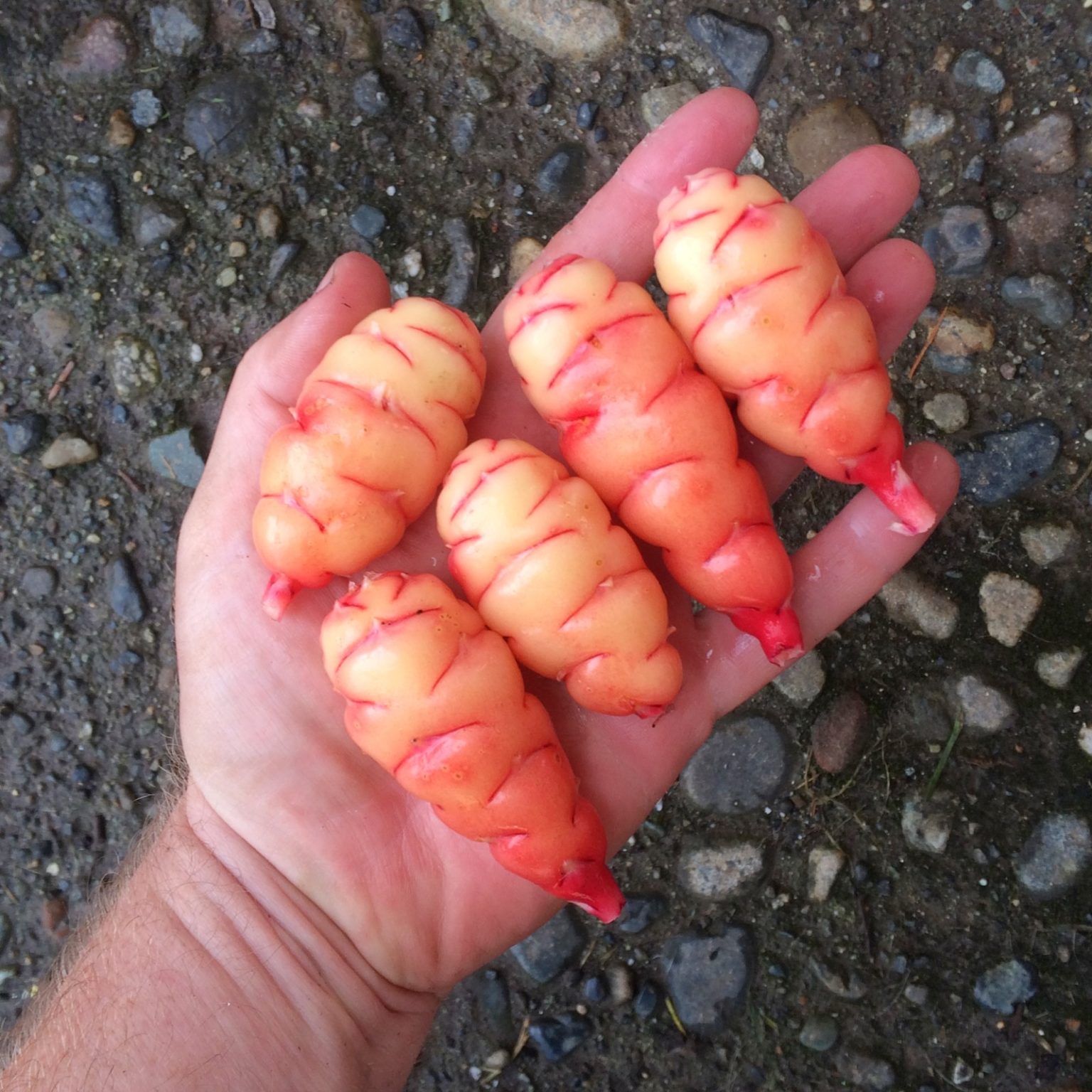 Oca (Oxalis tuberosa) variety 'Wishkah' test harvest on Nov. 16