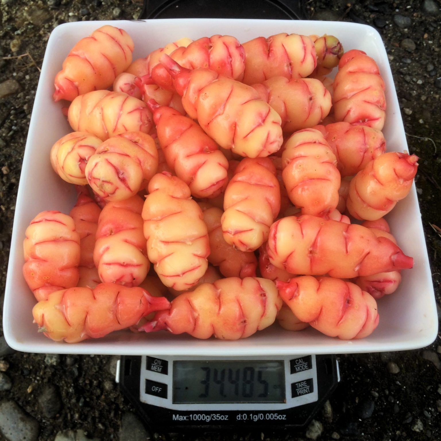 Oca (Oxalis tuberosa) variety 'Wishkah' test harvest on Nov. 16