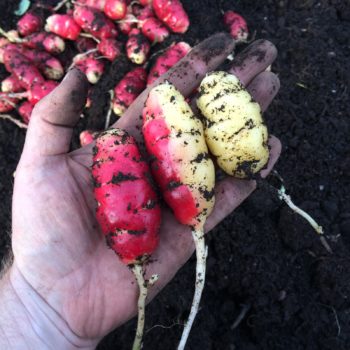 A somatic mutation from red to white in oca (Oxalis tuberosa)