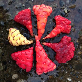 Fasciated oca (Oxalis tuberosa) tubers