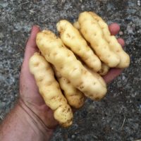 Tubers of the potato variety 'Ozette'