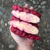 Flesh color of the potato variety 'Rozette'