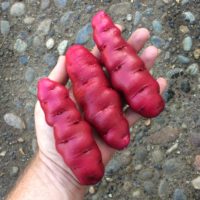 Large tubers of the potato variety 'Rozette'