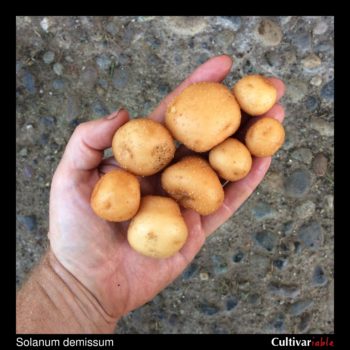 Tubers of the wild potato species Solanum demissum