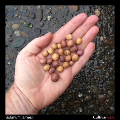 Tubers of the wild potato species Solanum jamesii