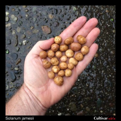Tubers of the wild potato species Solanum jamesii