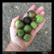 Berries of the wild potato species Solanum medians