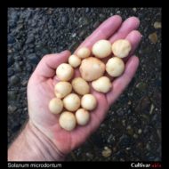 Tubers of the wild potato species Solanum microdontum