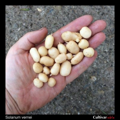 Tubers of the wild potato species Solanum vernei