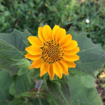 Flower of the interspecies yacon hybrid Smallanthus x scheldewendekensis