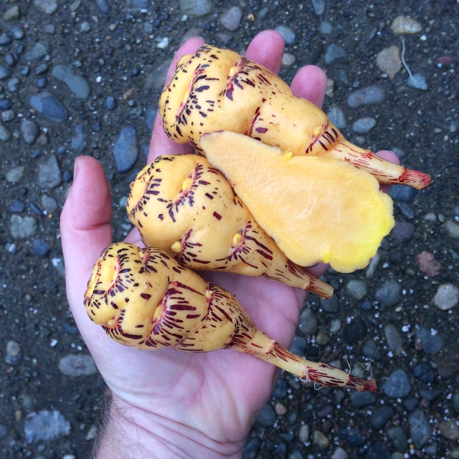 Tubers of the mashua (Tropaeolum tuberosum) variety 'Bloody Tears'