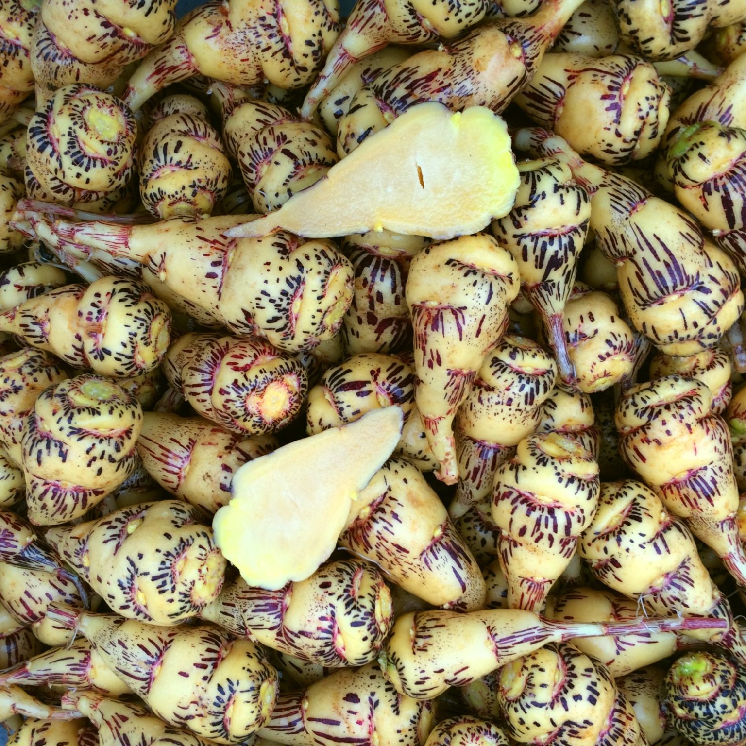 Tubers of the mashua (Tropaeolum tuberosum) variety 'Bloody Tears'
