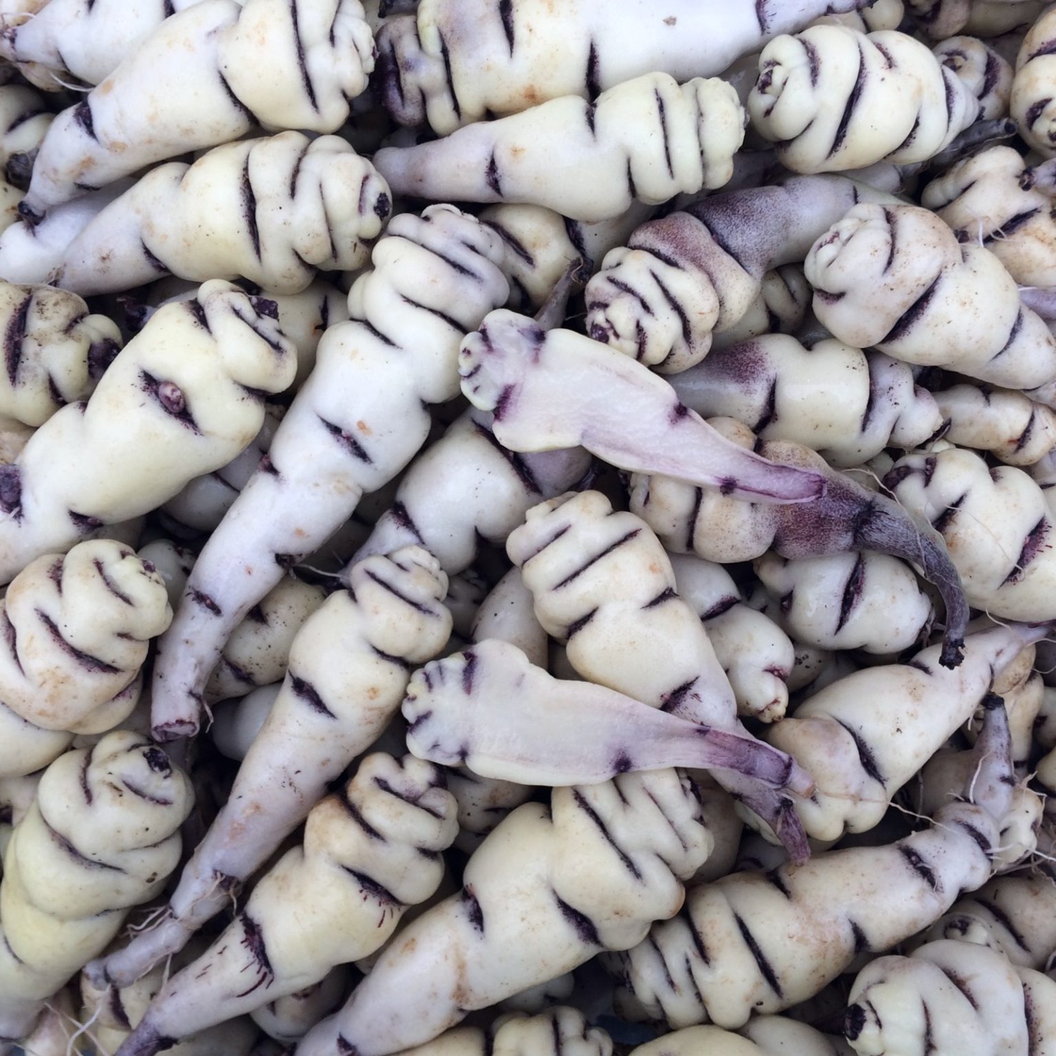 Tubers of the mashua (Tropaeolum tuberosum) variety 'Bogota Market'