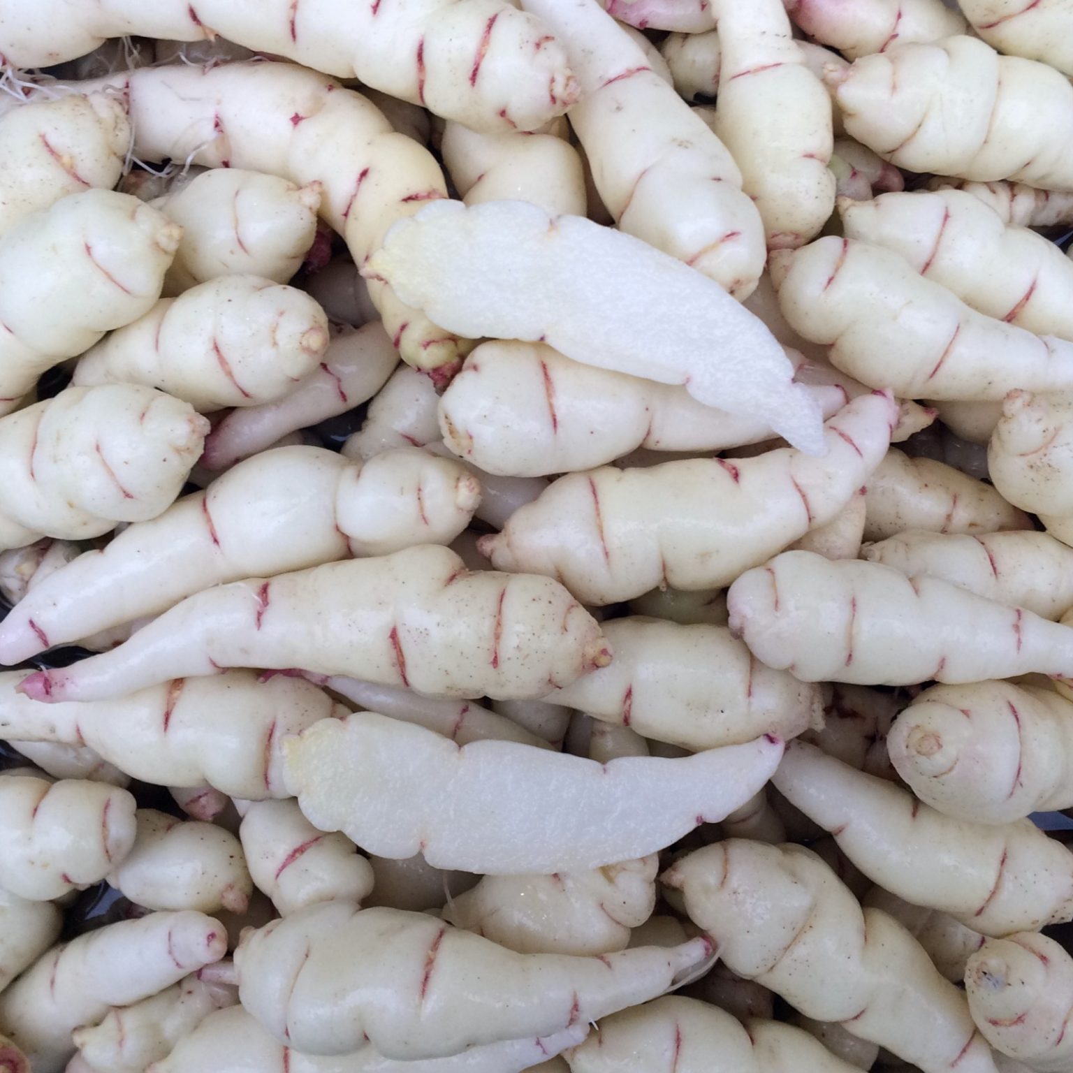 Tubers of the Cultivariable original mashua (Tropaeolum tuberosum) variety 'Copalis'