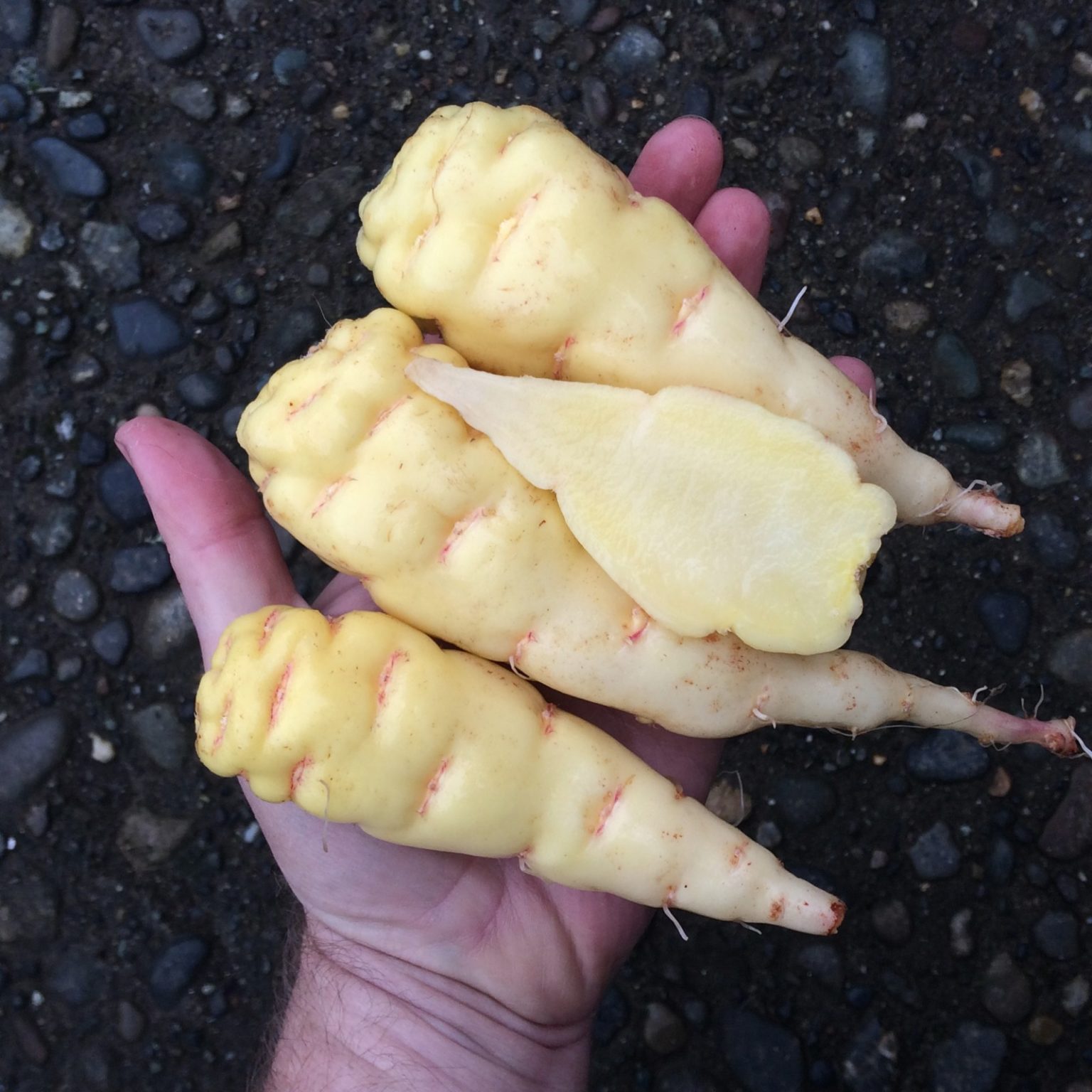 Tubers of the mashua (Tropaeolum tuberosum) variety 'Q'illu-isañu'