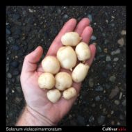 Tubers of the wild potato species Solanum violaceimarmoratum