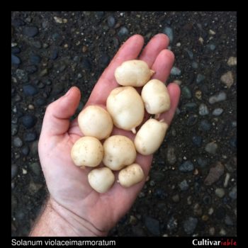 Tubers of the wild potato species Solanum violaceimarmoratum